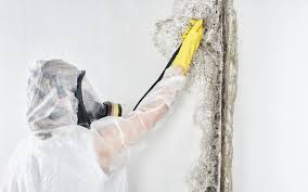 Why You Should Choose Our Mold Remediation Services in Northwest Ithaca, NY